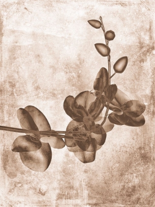 Picture of SEPIA FLOWER INVERSIONS 7