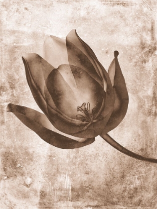 Picture of SEPIA FLOWER INVERSIONS 8