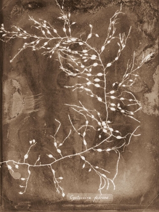 Picture of NATURAL FORMS SEPIA 2
