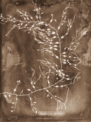 Picture of NATURAL FORMS SEPIA 2