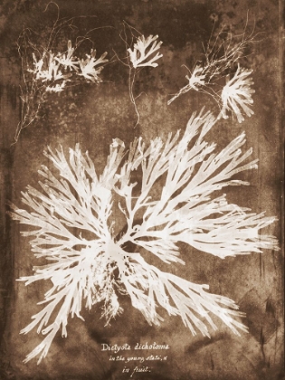Picture of NATURAL FORMS SEPIA 3