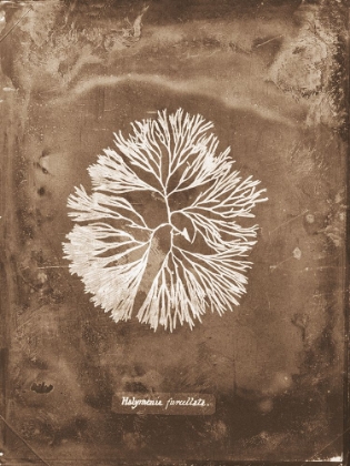 Picture of NATURAL FORMS SEPIA 6