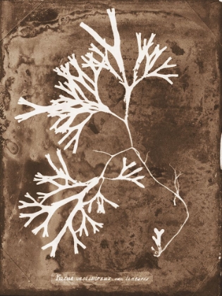 Picture of NATRUAL FORMS SEPIA 8