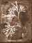 Picture of NATRUAL FORMS SEPIA 8