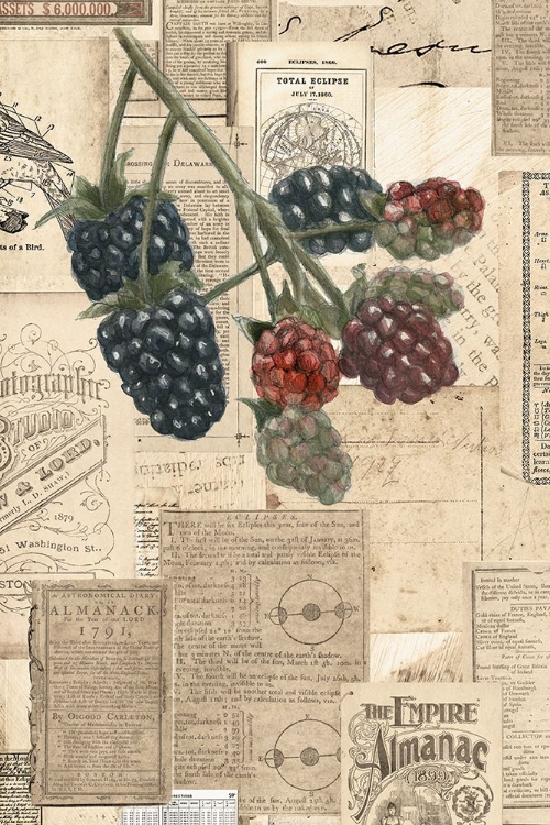 Picture of ACADEMIC RASPBERRY ILLUSTRATION