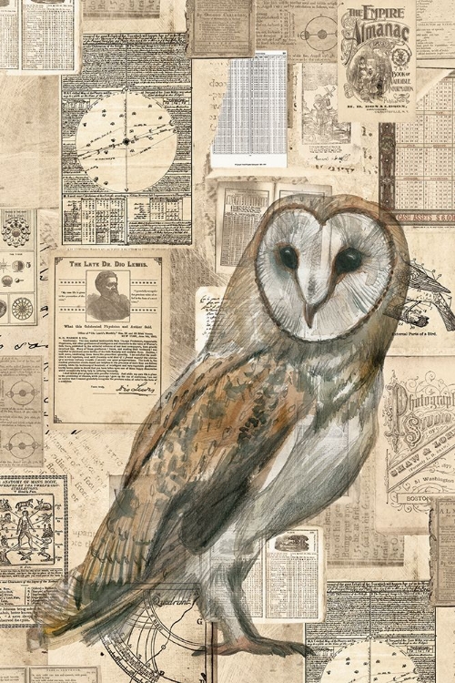 Picture of ACADEMIC OWL ILLUSTRATION