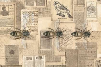 Picture of ACADEMIC BEE ILLUSTRATION