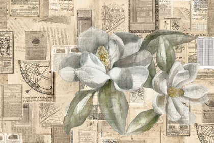 Picture of ACADEMIC MAGNOLIA ILLUSTRATION