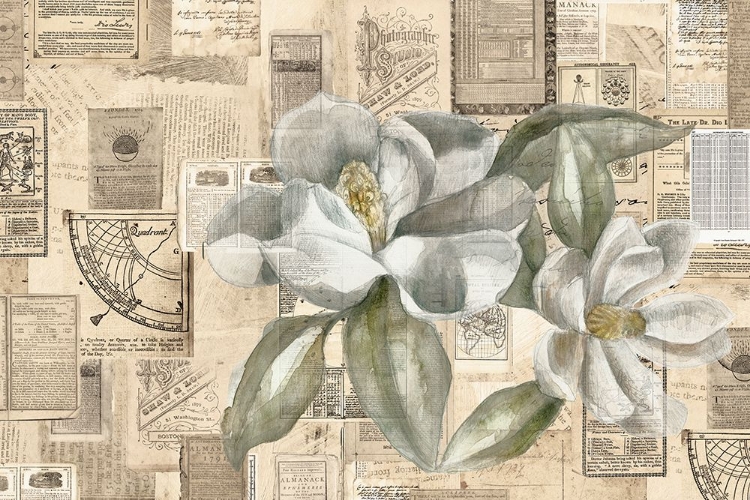 Picture of ACADEMIC MAGNOLIA ILLUSTRATION