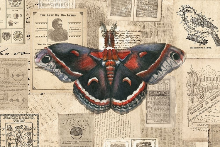 Picture of ACADEMIC MOTH ILLUSTRATION