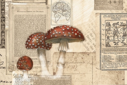 Picture of ACADEMIC MUSHROOM ILLUSTRATION