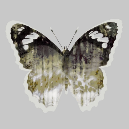 Picture of PAINTED BUTTERFLY 1