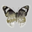 Picture of PAINTED BUTTERFLY 1