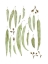 Picture of EUCALYPTIS PARTS