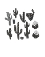Picture of DESERT PLANTS