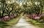 Picture of MEMORIES OF LOUISIANA