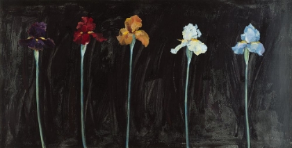 Picture of MIDNIGHT IRISES