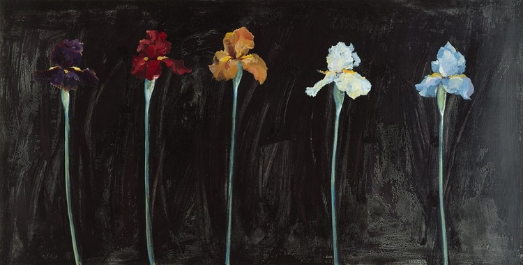 Picture of MIDNIGHT IRISES