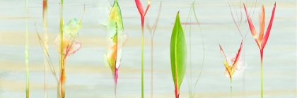 Picture of STEMS IN TROPICS II