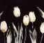 Picture of SUCCULENT TULIPS