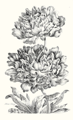 Picture of HEROIC PEONY