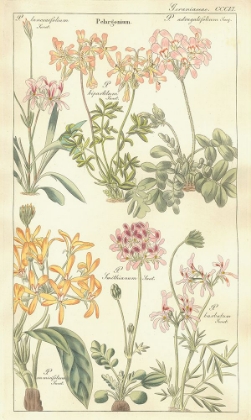 Picture of GERANIACEAE PLATE 306