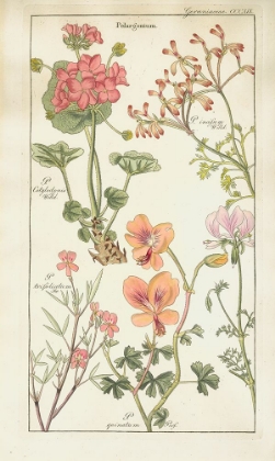 Picture of GERANAIACEAE PLATE 319