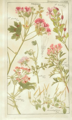 Picture of GERANIACEAE PLATE 323