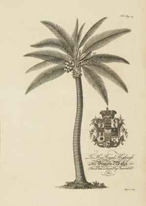 Picture of COCONUT PALM