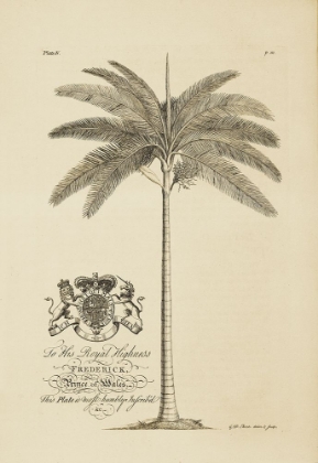 Picture of KING PALM