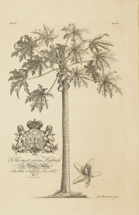 Picture of PAPAYA TREE