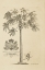 Picture of PAPAYA TREE