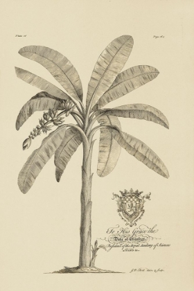 Picture of BANANA TREE