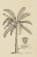 Picture of BANANA TREE