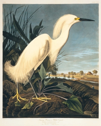 Picture of SNOWY HERON OR WHITE EGRET