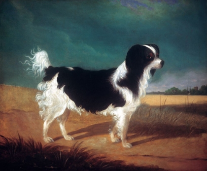 Picture of KING CHARLES SPANIEL
