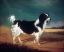 Picture of KING CHARLES SPANIEL