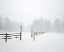 Picture of WHITE FOG #2