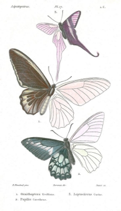 Picture of LEPIDOPTERES 2 EMILE BLANCHARD