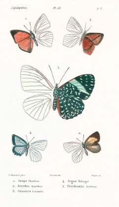 Picture of LEPIDOPTERES 4 EMILE BLANCHARD
