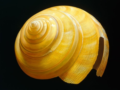 Picture of AUSTRALIAN SLIT SHELL