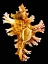 Picture of ROSE BRANCH MUREX