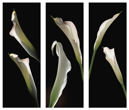 Picture of CALLA LILIES