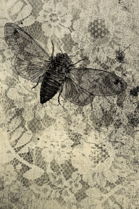Picture of CICADA AND LACE