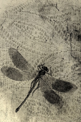 Picture of DRAGONFLY AND LACE