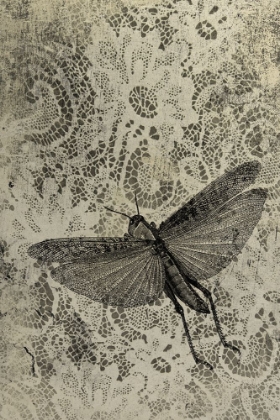 Picture of GRASSHOPPER AND LACE