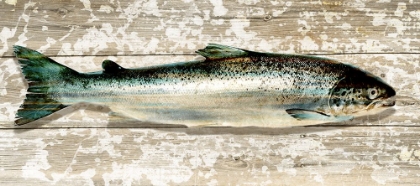 Picture of SALMON