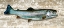 Picture of TROUT