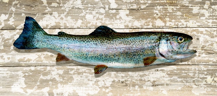 Picture of TROUT