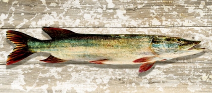 Picture of PIKE